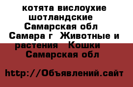 котята вислоухие шотландские - Самарская обл., Самара г. Животные и растения » Кошки   . Самарская обл.